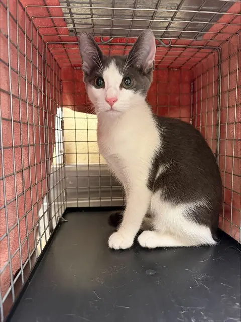Adoptable Cat