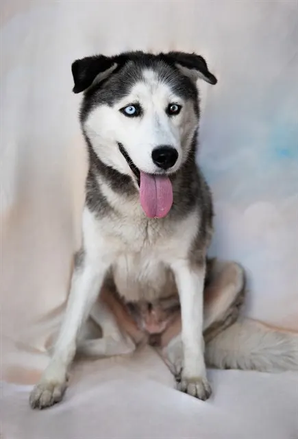 Heidi