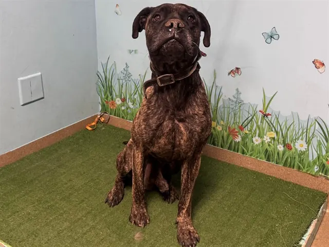 Odin