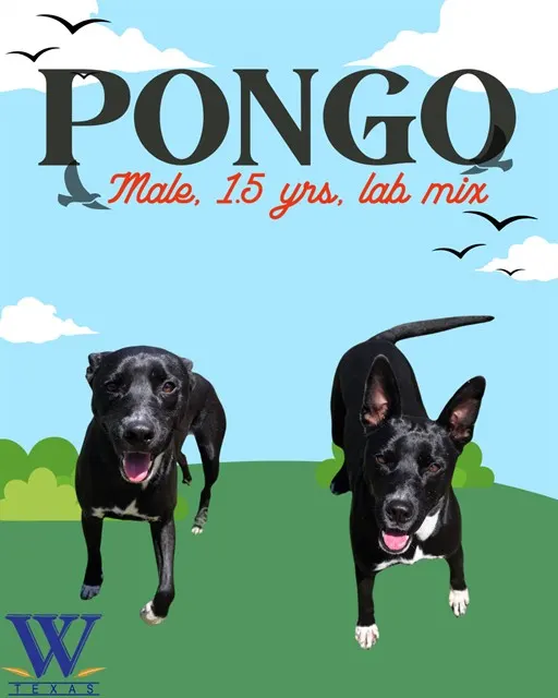 Pongo