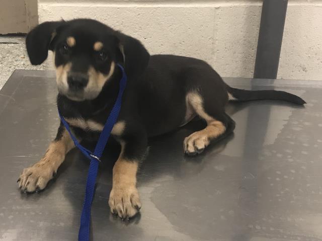Adoptable Dog