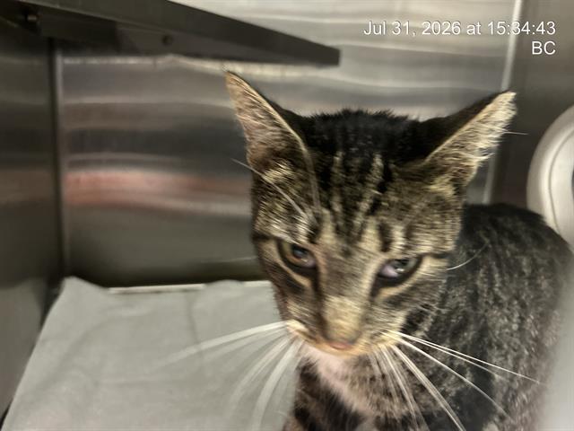 Adoptable Cat