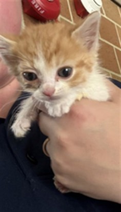 Tigger