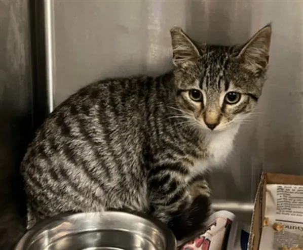 Adoptable Cat
