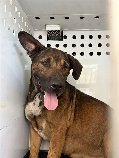 Adoptable Dog