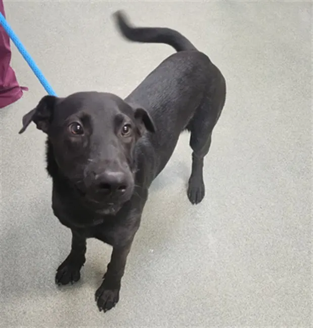 Adoptable Dog