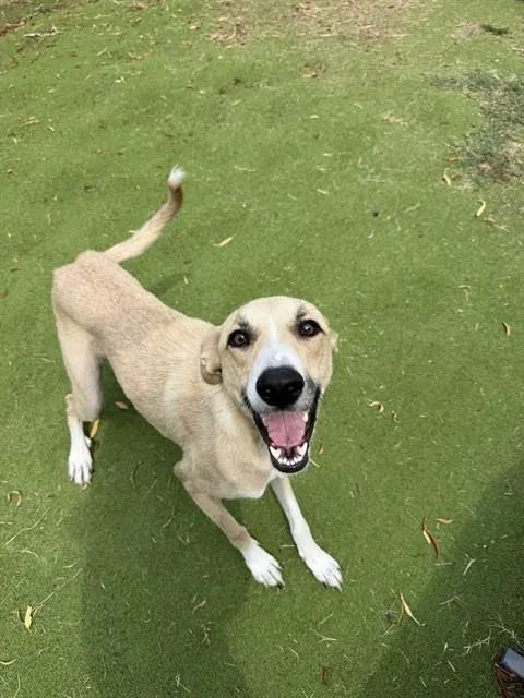 Kylie