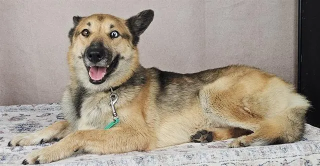 Gunner