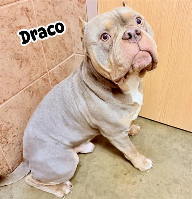 Draco