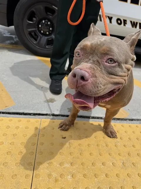 Adoptable Dog