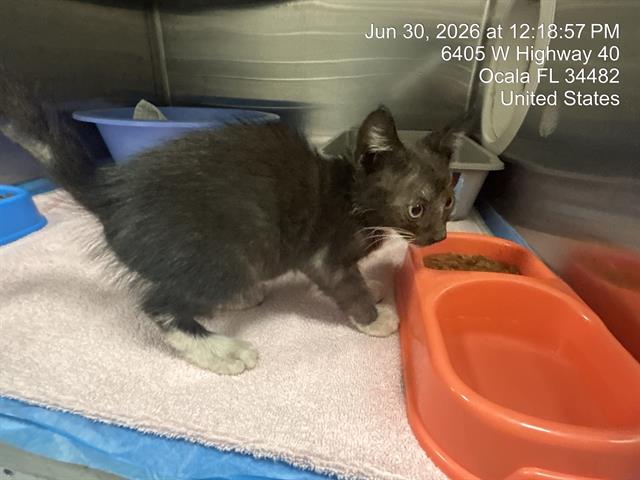 Adoptable Cat