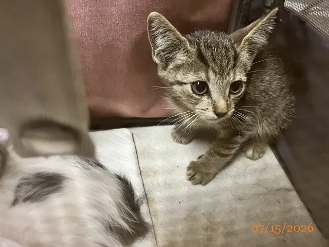 Kumba