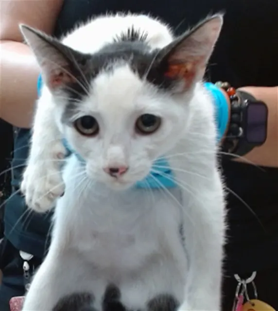 Med Waiver Moomoo