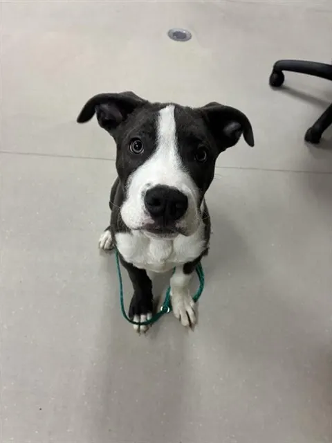 Adoptable Dog