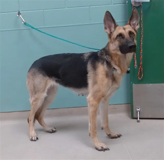 Adoptable Dog
