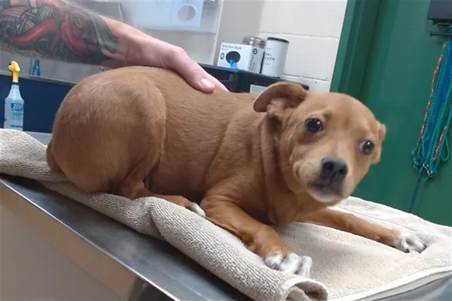 Adoptable Dog