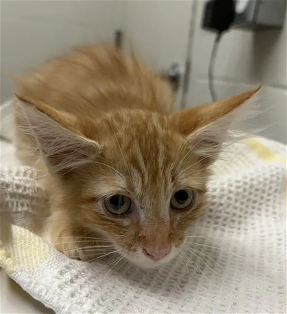 Adoptable Cat