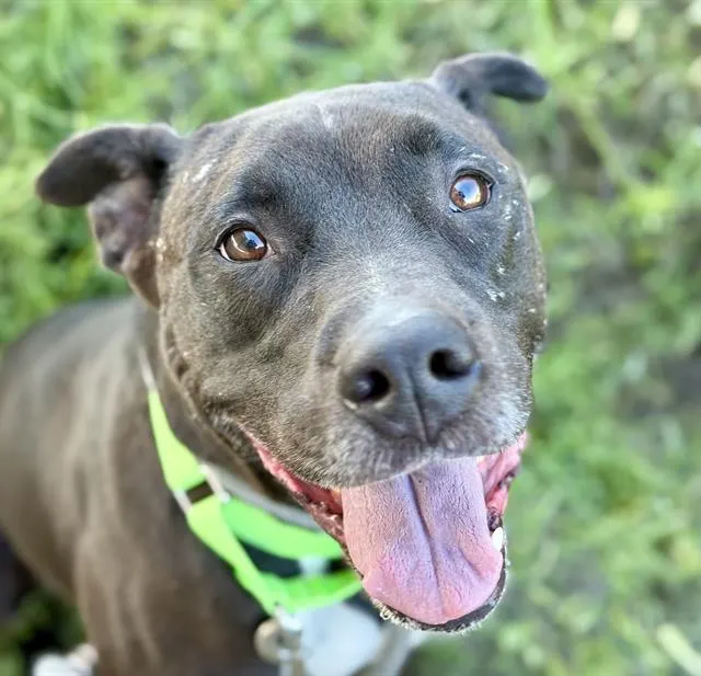 Chico