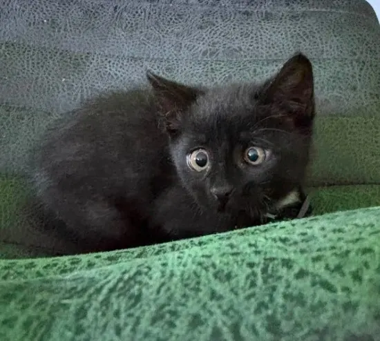 Figaro