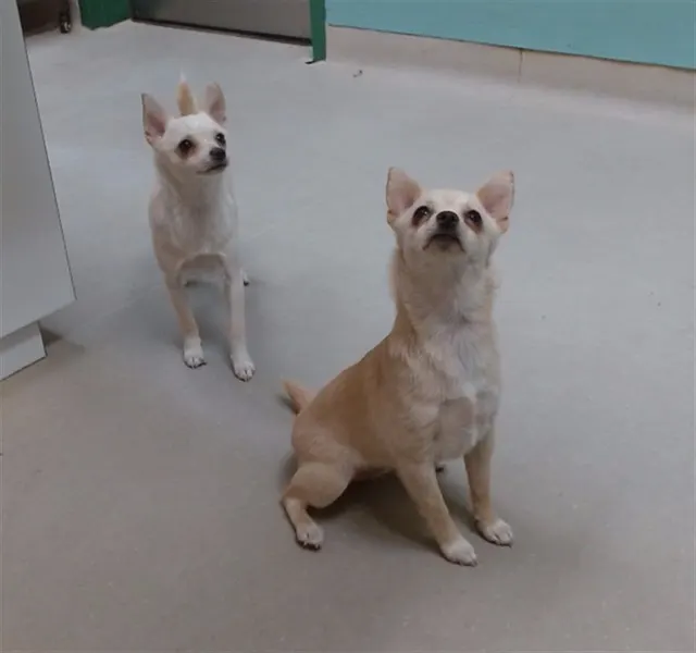 Adoptable Dog