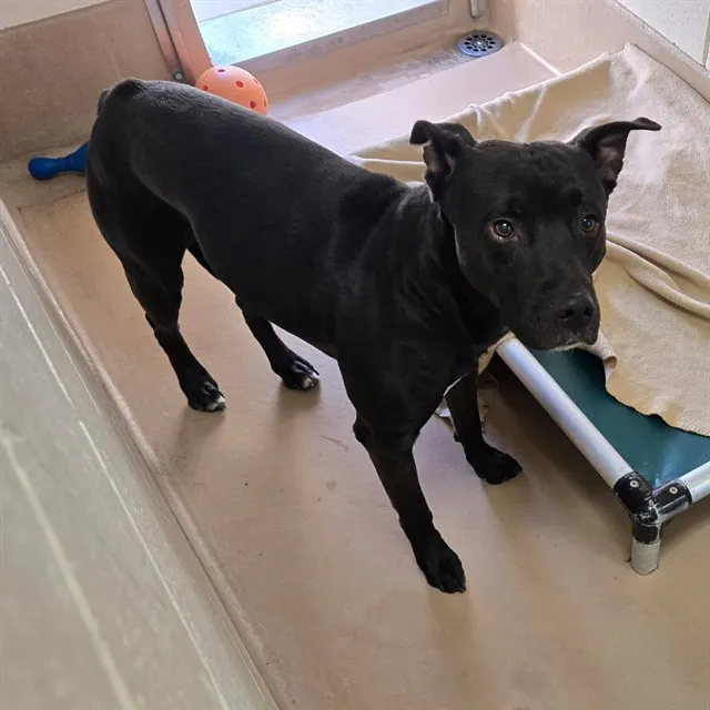 Adoptable Dog
