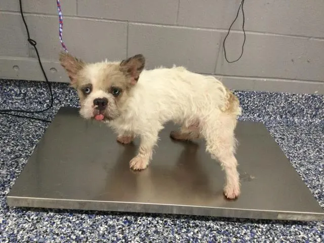 Adoptable Dog