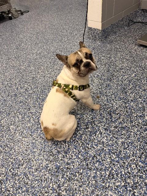 Adoptable Dog