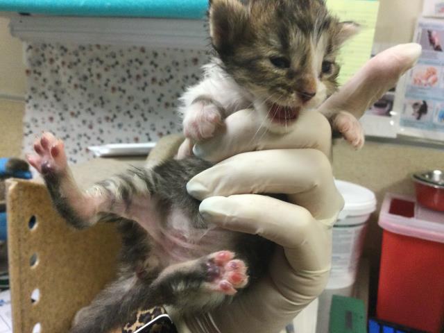 Adoptable Cat