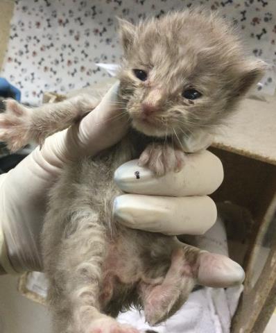 Adoptable Cat