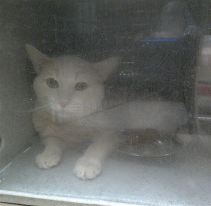 Working Cat (Illusion