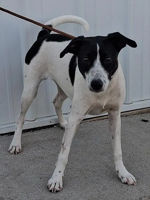Ringo