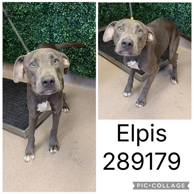 Elpis