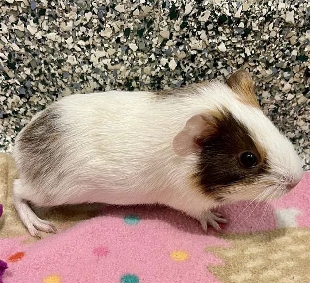 Apricot