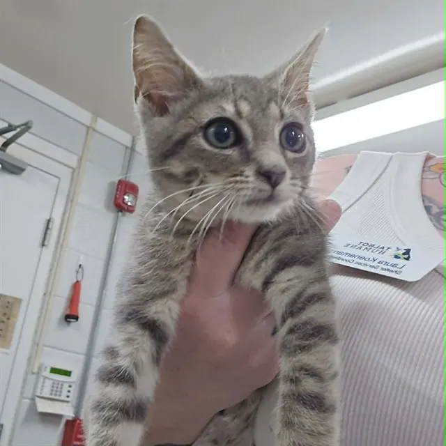 Timmy