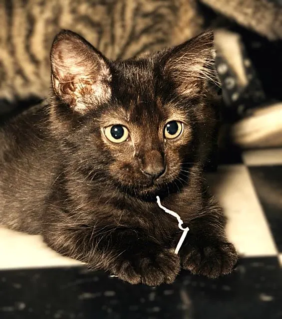 Nubbins