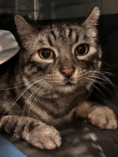 Gus