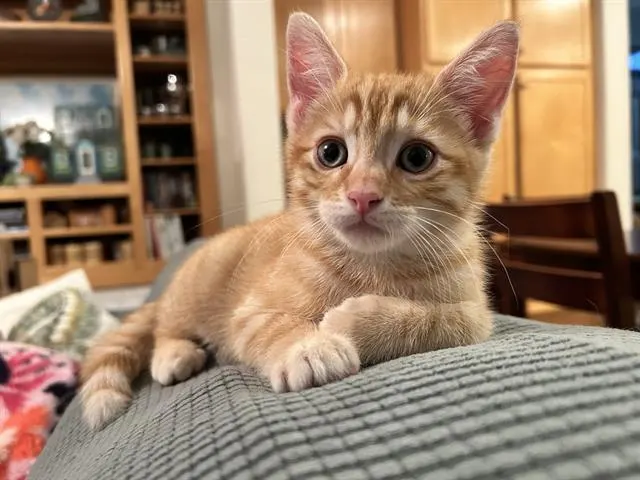 Auggie