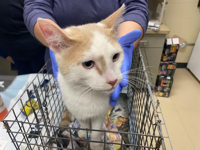 Butterboy