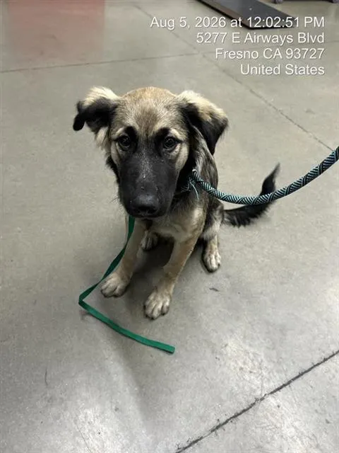 Adoptable Dog
