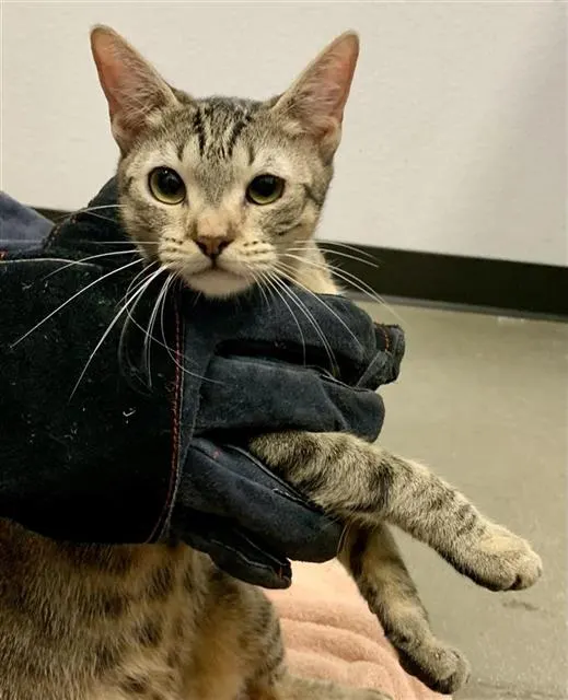 Adoptable Cat