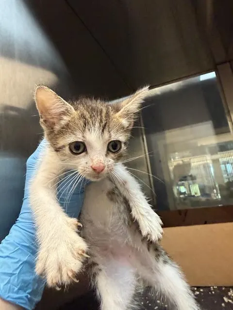 Mochi