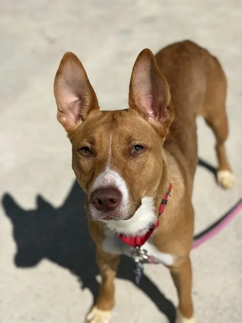 Penelope