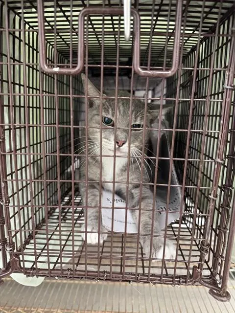 Adoptable Cat