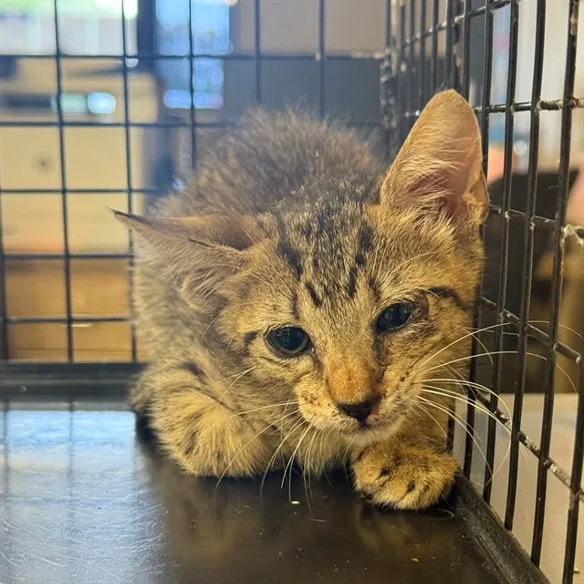 Adoptable Cat