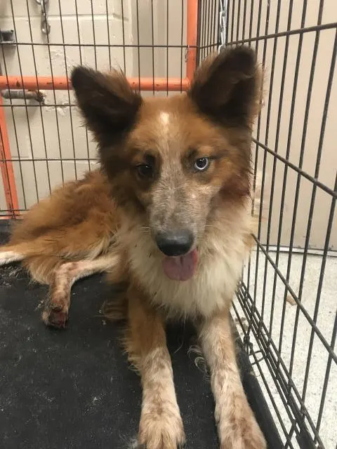 Adoptable Dog