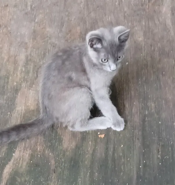 Adoptable Cat