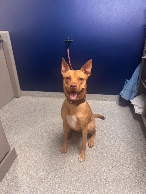 Adoptable Dog