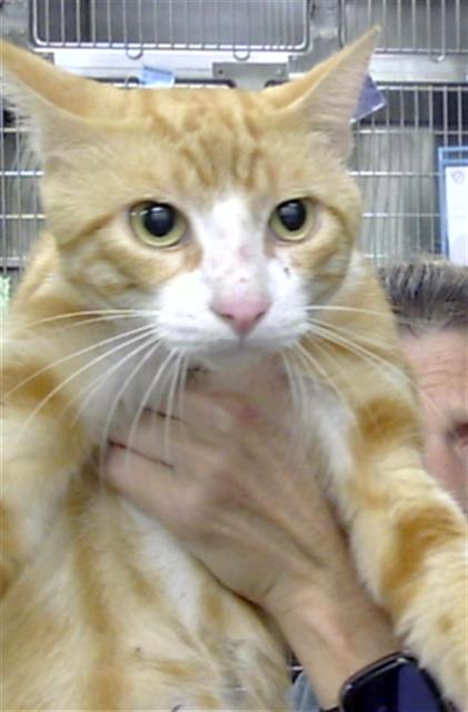 Adoptable Cat
