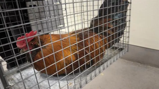 Adoptable Bird