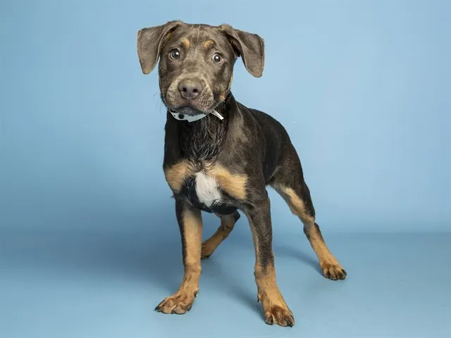 Rex